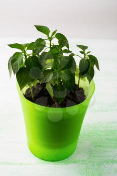 Young plants in plant pot, vertical. Green leaf. Ecology concept. Green leaves. Green plant. Young plant. Growing plant. Baby plant. Plant pot. Green sprout