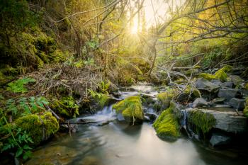 Beautiful landscape with stream and sunbeams through trees. The water stream flowing over rocks. 