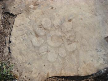 Predator preys on deer. Animals petroglyphs carved in rocks. Siberian Altai Mountains petroglyphs, Russia                              
