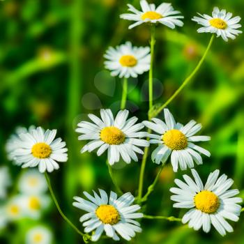 Blooming white daisies in the summer meadow. Beautiful green field landscape