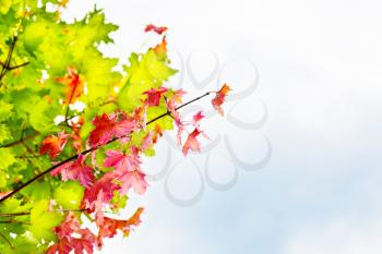 Branch with red maple leaves on autumn sky background copyspace. Fall leaves background.