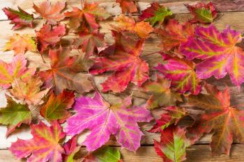 Colorful fall maple leaves background.  Autumn leaves on wooden background