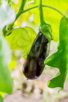 Eggplant growing in garden. Cultivated fresh vegetables. Eggplant in vegetable garden.