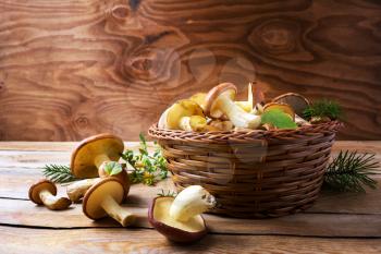 Forest picking mushrooms in wickered basket. Fresh raw mushrooms on the table. Leccinum scabrum