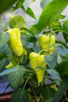 Organic bell pepper growing in garden. Cultivated fresh vegetables. Bell paper in vegetable garden.
