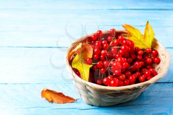 Red forest berries in wicker basket on blue wooden background. Wild berries in basket. Copy space.