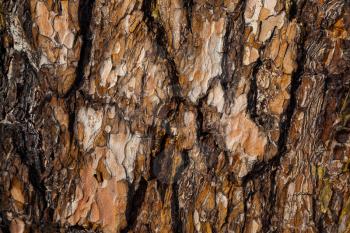 Red pine bark texture. Tree bark background. 