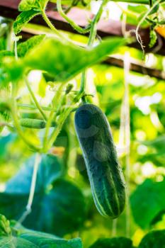 Ripe cucumber growing in garden. Cultivated fresh vegetables. Cucumber in vegetable garden.