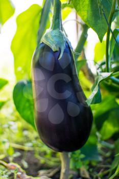 Ripe eggplant growing in garden. Cultivated fresh vegetables. Eggplant in vegetable garden.