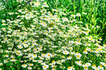 Summer meadow with blooming daisies in the green grass. Beautiful green field landscape
