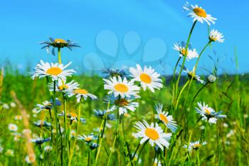 White daisies lawn on blue sky background. Summer field of white flowers. Beautiful landscape with daisies in the sunlight. 