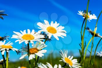White daisies on blue sky background. Beautiful landscape with daisies in the sunlight. Summer field of white flowers.