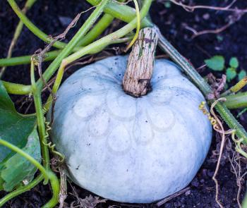 White pumpkin growing in garden. Cultivated fresh vegetables. White pumpkin in vegetable garden