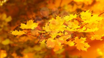 Yellow maple branch on fall background . Fall leaves background.