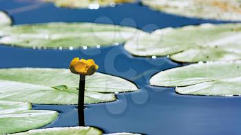 Yellow water lily growing in pond. Blooming waterlily with big green leaves. Summer lake with yellow nuphar.