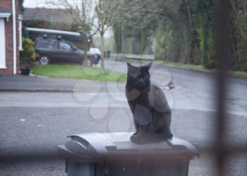 Black cat sitting and looking through the window. Sleeping cat on the thrash can. Superstitious concept with black cat. Black cat on the street with car in the background.