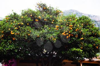 Beautiful orange tall leafy tree with blue sky. Greek natural food. Citrus Fruit-bearing. Country lifestyle. Typical plants Corfu Greece. Fruits growing