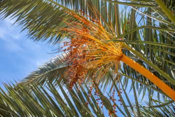 A tall palm tree under the bright sun. The braches waiving its colorful flowers. Strong and healthy leaves soaring up in the sky. A tropical climate scenery