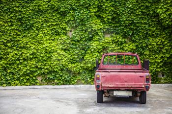 LLandudno, Wales, UK - MAY 27, 2018 Enormous wall adorned with green vine crawling leaves. Old red truck parked facing the gigantic fence, the rustic wine colored car blends well with the scattered