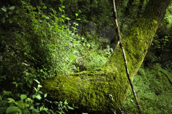A mossy big tree with greeny bushes on either side of the tree. It is a type of small flowerless plant found in damp places, forming a soft green covering on tree trunks etc.