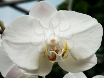 White beautiful orchids.