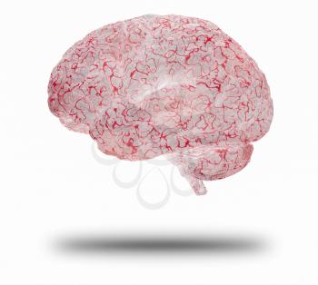 Human brain. 3D rendered model