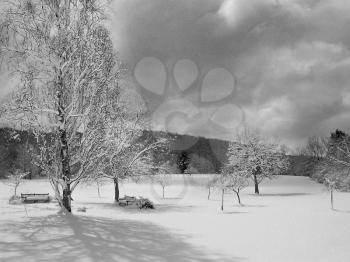 Park and trees in wintry landscape. Image in black and white. 3D rendering