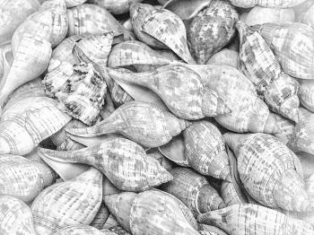 Bunch of cerith shells. 3D rendering