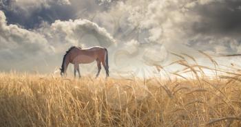 Horse grazing in field. 3D rendering