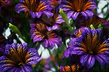 Beautiful purple flowers composition. Closeup image. 3D rendering