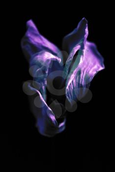 Dried purple flower isolated on black. 3D rendering