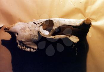 Cow or buffalo skull. 3D rendering.