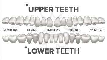 Human Teeth Set Vector. Dental Health. Incisor, Canine, Premolar, Molar Upper, Lower. Clean White Tooth. Periodontal Concept Isolated Illustration
