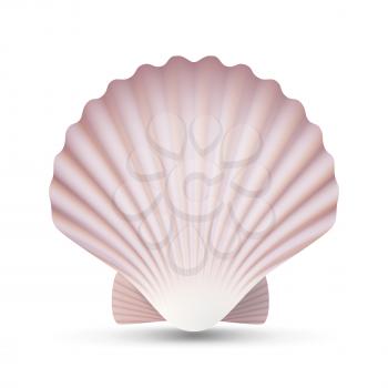 Scallop Seashell Vector. Realistic Sea Shell Close Up. Isolated On White. Illustration