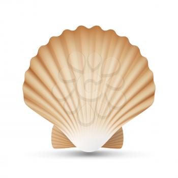 Scallop Seashell Vector. Realistic Scallops Shell Isolated On White Background Illustration