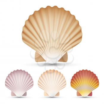 Scallop Seashell Vector. Beauty Exotic Souvenir Scallops Shell Isolated On White Background Illustration