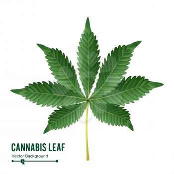Cannabis Leaf Vector. Green Cannabis Cannabis Sativa or Cannabis Indica Leaf Isolated On White Background. Medical Plant