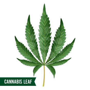 Marijuana Leaf Vector. Green Hemp Cannabis Sativa or Cannabis Indica Marijuana Leaf Isolated On White Background. Medical Plant