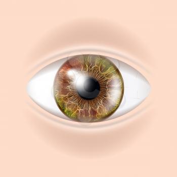 Human Eye Vector. Sight, Eyesight. Body Care. Realistic Detail Vision Illustration