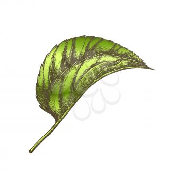 Leaf Of Herbaceous Perennial Hop Plants Vector. Leaf Of Liana Humulus Genus Of Cannabaceae Family. Element Of Decorative And Climbing Branch. Color Hand Drawn Illustration