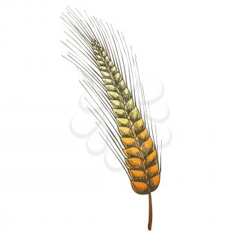 Designed Agriculture Grain Rye Ear Spike Vector. From Typical Cereal Produce Rye Kvass, Flour Is Made Mainly For Bread, Starch And Used As Raw Material For Production Of Alcohol. Color Illustration
