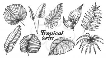 Collection of Different Tropical Leaves Set Vector. Exotic Jungle Tree And Bush Leaves. Element Of Beautiful Nature Botanical Plants Monochrome Hand Drawn In Vintage Style Illustrations