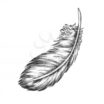 Lost Bird Outer Element Feather Monochrome Vector. Decorative Feather Flyer Detail Aid In Flight, Thermal Insulation And Waterproofing. Designed In Retro Style Black And White Illustration