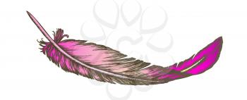Color Lost Bird Outer Element Feather Hand Drawn Vector. Lying Fluffy Feather Considered Most Complex Integumentary Structures Found In Vertebrates. Designed In Vintage Style Illustration