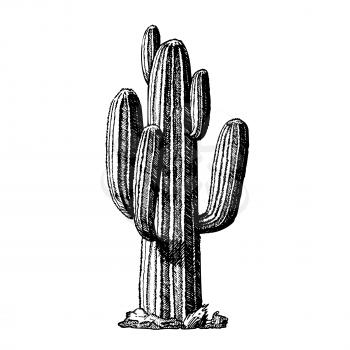 Saguaro Arborescent Tree-like Cactus Ink Vector. Cactus Specie In Monotypic Genus Carnegiea Concept. Family Cactaceae Hand Drawn In Retro Style Template Black And White Illustration