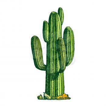 Saguaro Arborescent Tree-like Cactus Ink Vector. Cactus Specie In Monotypic Genus Carnegiea Concept. Family Cactaceae Hand Drawn In Retro Style Template Color Illustration