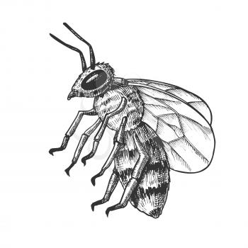 Striped Bee Flying Insect Animal Side View Vector. Bee Swarm Is Large Group Of Pollinators In Ecosystem And Important In Agriculture Sphere. Black And White Designed Cartoon Illustration