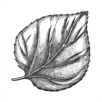 Nature Leaf Of Herbaceous Hop Plant Closeup Vector. Leaf Of Liana Genus, Close Relatives Is Hemp And Cannabis. Detail Of Decorative And Climbing Branch. Black And White Hand Drawn Cartoon Illustration
