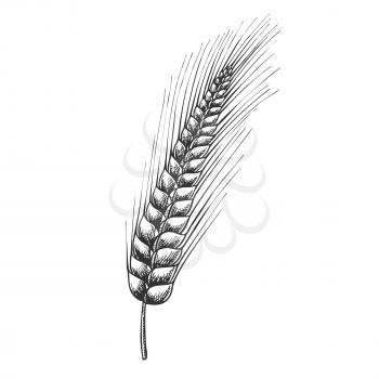 Designed Agriculture Grain Barley Spike Vector. Barley Is Used In Manufacture Of Beer And Kvass, Preparation Of Flour And Cereals, Medicine And Cosmetic. Black And White Drawn Cartoon Illustration