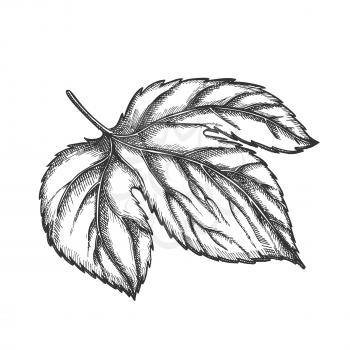 Hop Leaf At Base Is Palmate Three-lobed Vector. Leaf Deeply Heart-shaped With Ovate, Pointed Lobes And Along Edge Of Large-blade, Opposite And Long-petiolate Illustration